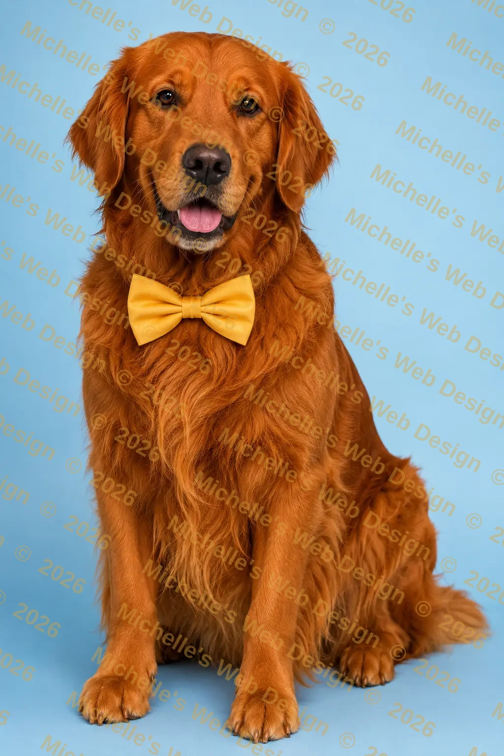 Cooper - Golden Meadow's champion stud dog